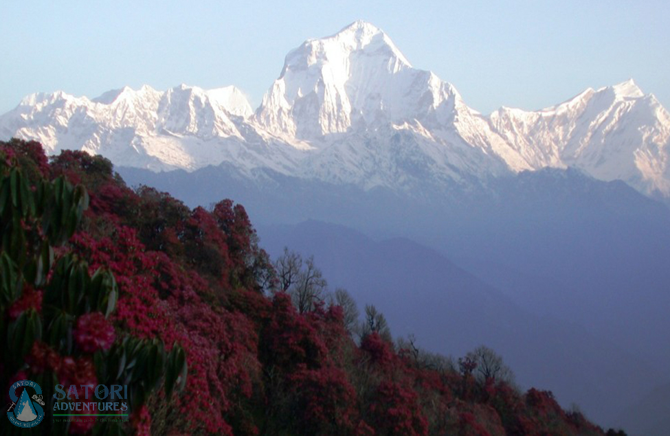 Ghorepani Poon Hill Trekking image 3